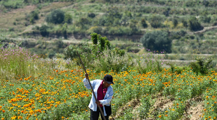 Región de Atlixco inicia venta de flor de cempasúchil
