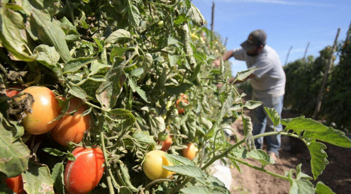 Inflación, causa del paro de 7 días en industria de alimentos