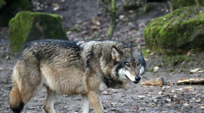 Escapa de albergue ejemplar de lobo mexicano en Estado de México
