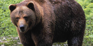 ¡OMG! Oso interrumpe una boda en México