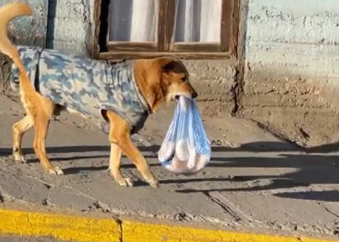 perrito-repartidor