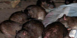 Taller genera plaga de ratas en colonia El Salvador, reporte de Oro Noticias