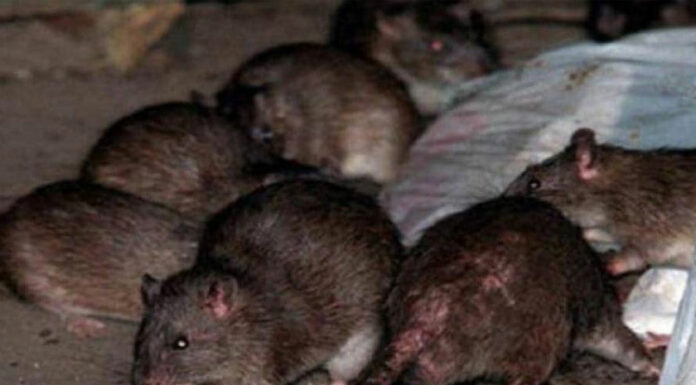 Taller genera plaga de ratas en colonia El Salvador, reporte de Oro Noticias