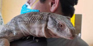 ¡Increíble! Buscan a “Norberto” en Atlixco: Un reptil