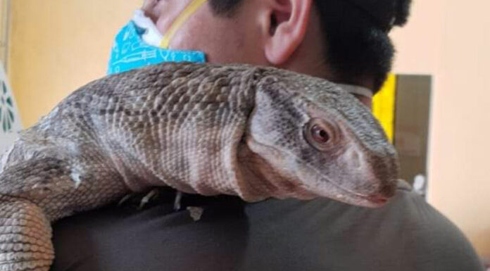 ¡Increíble! Buscan a “Norberto” en Atlixco: Un reptil
