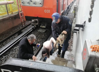 Rescate de perrito provoca corte en Línea B del Metro