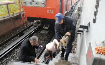 Rescate de perrito provoca corte en Línea B del Metro