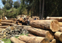 Persiste tala clandestina en La Malinche Conductores de camiones que circulan por Chignahuapan, Tecamachalco, Texmelucan y Tetela de Ocampo reportan que es frecuente la circulación de taladores. Foto: Especial