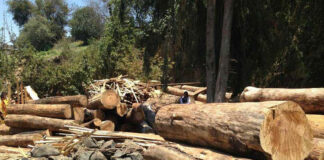 Diputado local de Huejotzingo denuncia tala clandestina en el Izta-Popo Conductores de camiones que circulan por Chignahuapan, Tecamachalco, Texmelucan y Tetela de Ocampo reportan que es frecuente la circulación de taladores. Foto: Especial