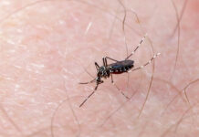 Puebla registra primera muerte por dengue del año mosquito