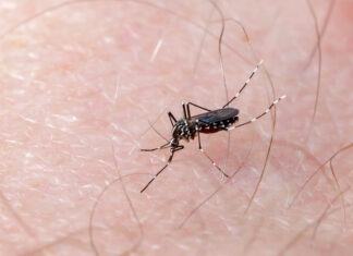 Puebla registra primera muerte por dengue del año mosquito