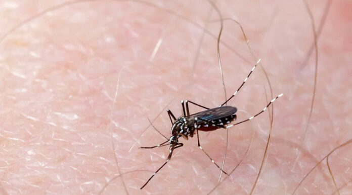 Puebla registra primera muerte por dengue del año mosquito