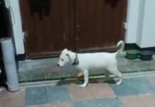 Ferchy recibió golpizas de su dueña durante un mes perrito