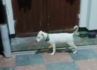 Ferchy recibió golpizas de su dueña durante un mes perrito
