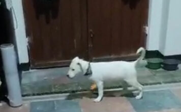 Ferchy recibió golpizas de su dueña durante un mes perrito