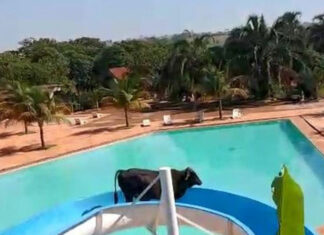 VIDEO: Buey escapa de matadero para ‘aventarse’ de tobogán de alberca buey