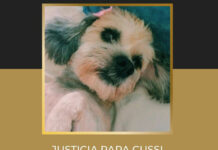 Por envenenar a perrita, mujer enfrenta proceso legal en Tehuacán cussi