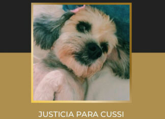 Por envenenar a perrita, mujer enfrenta proceso legal en Tehuacán cussi