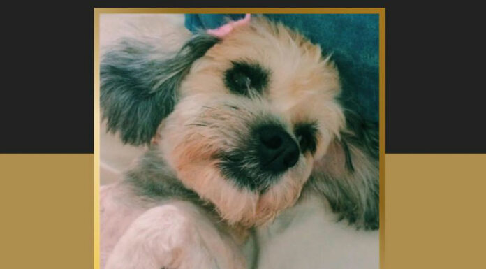 Por envenenar a perrita, mujer enfrenta proceso legal en Tehuacán cussi