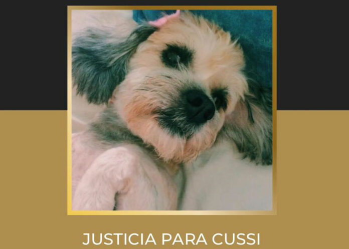 cussi cussi