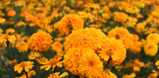 Comerciantes registran bajas ventas de flor de cempasúchil en Panteón Municipal flor