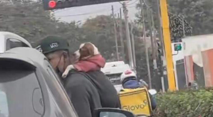 Joven se hace viral por trabajar cargando en la espalda a su perrito