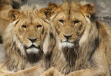Leones dan positivo a Covid-19 en Singapur
