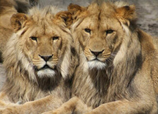 Leones dan positivo a Covid-19 en Singapur