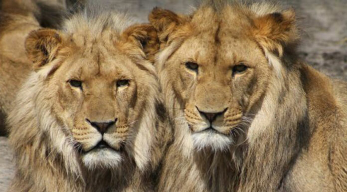 Leones dan positivo a Covid-19 en Singapur