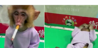 VIDEO: Zoológico indigna en redes por grabar un mono fumando cigarro mono