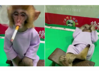 VIDEO: Zoológico indigna en redes por grabar un mono fumando cigarro mono