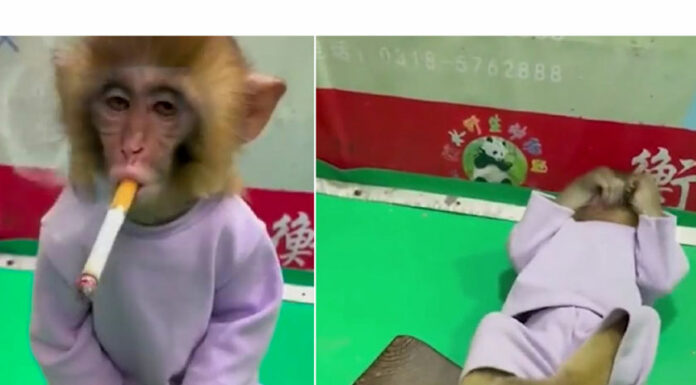 VIDEO: Zoológico indigna en redes por grabar un mono fumando cigarro mono