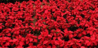 Puebla estado con mayor producción de Nochebuena a nivel nacional