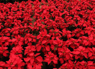 Puebla estado con mayor producción de Nochebuena a nivel nacional