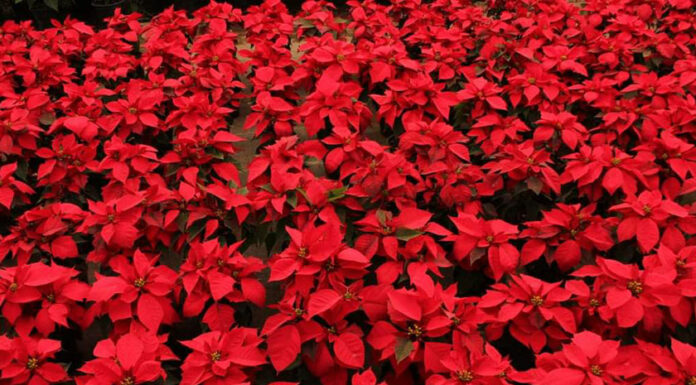 Puebla estado con mayor producción de Nochebuena a nivel nacional