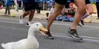 Patito se hace viral por correr Maratón de Nueva York
