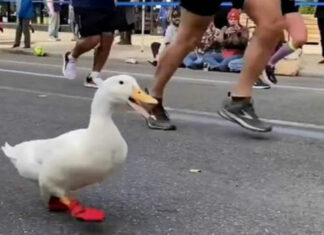 Patito se hace viral por correr Maratón de Nueva York
