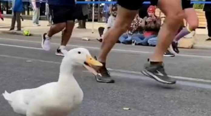 Patito se hace viral por correr Maratón de Nueva York