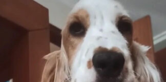 Perrito se vuelve viral por entender la lengua de señas
