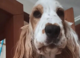 Perrito se vuelve viral por entender la lengua de señas