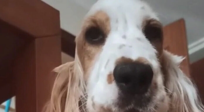 Perrito se vuelve viral por entender la lengua de señas