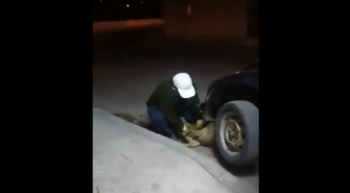 VIDEO: Hombre lanza a perrito en barranca en San Jerónimo Caleras perro