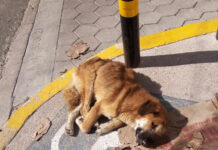 Rescatan a perrito maltratado en San José Los Cerritos