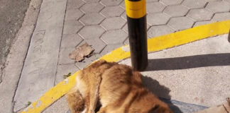 Rescatan a perrito maltratado en San José Los Cerritos