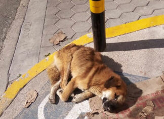 Piden apoyo para perrito golpeado en San José Los Cerritos
