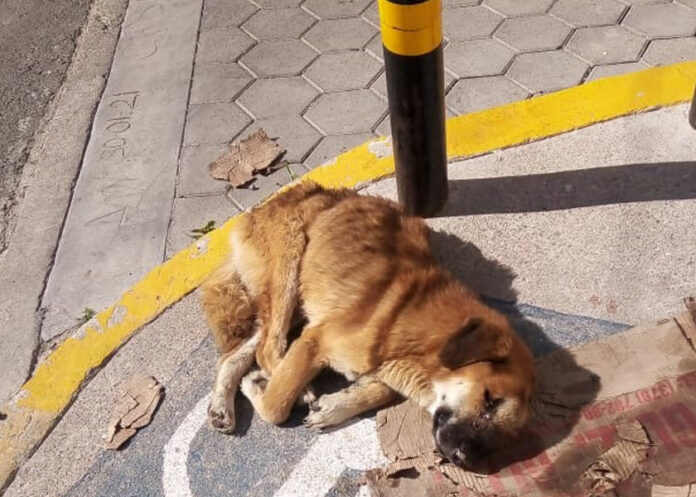 perrito-ayuda