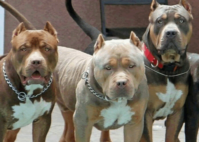 perros-atacan