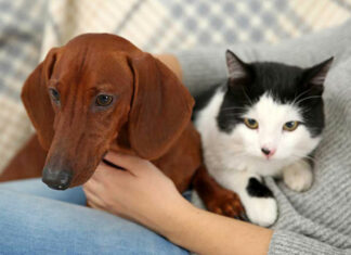 Francia prohíbe la venta de perros y gatos en tiendas