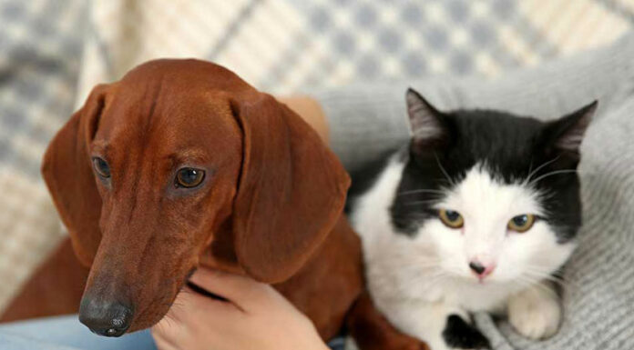 Francia prohíbe la venta de perros y gatos en tiendas