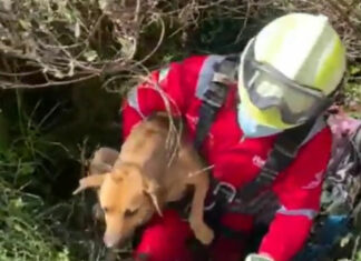Rescatan a perrito de pozo en colonia 8 de Diciembre